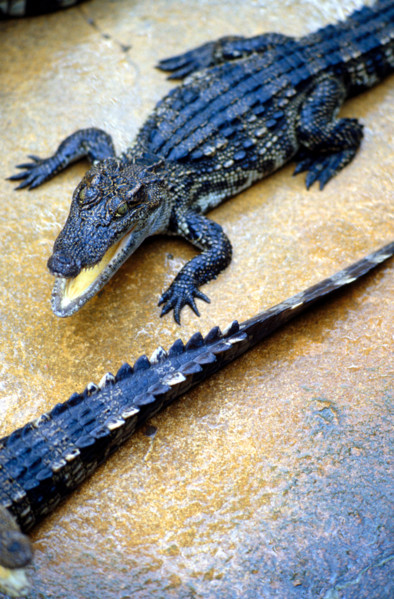 THAILANDE FAUNE SAUVAGE