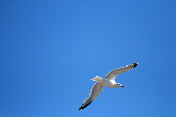 FRANCE ANIMAUX