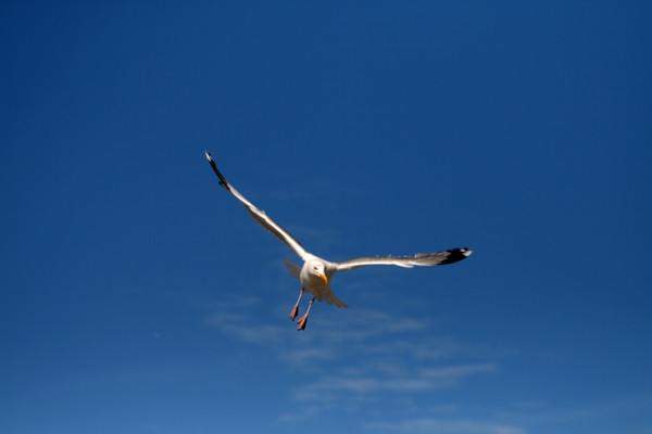FRANCE ANIMAUX