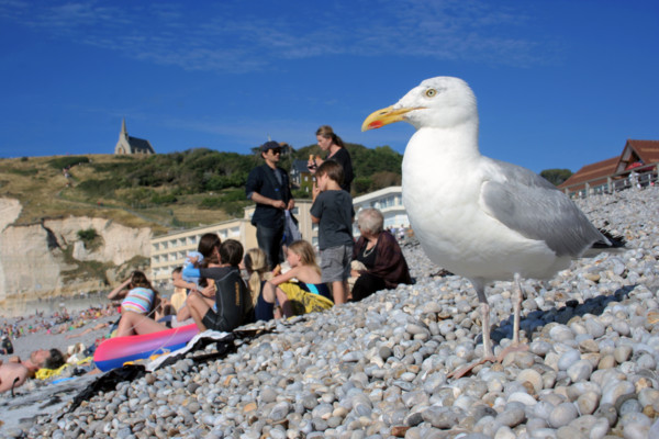 FRANCE ANIMAUX