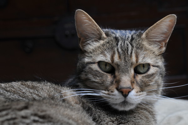 FRANCE ANIMAUX