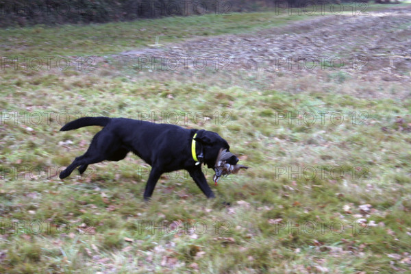 Chasse - France - Petit gibier
