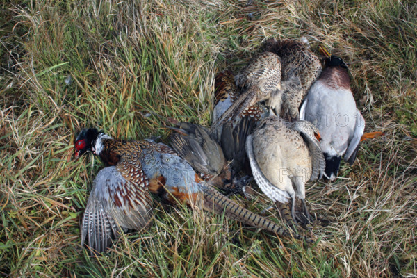 France - Société - Chasse