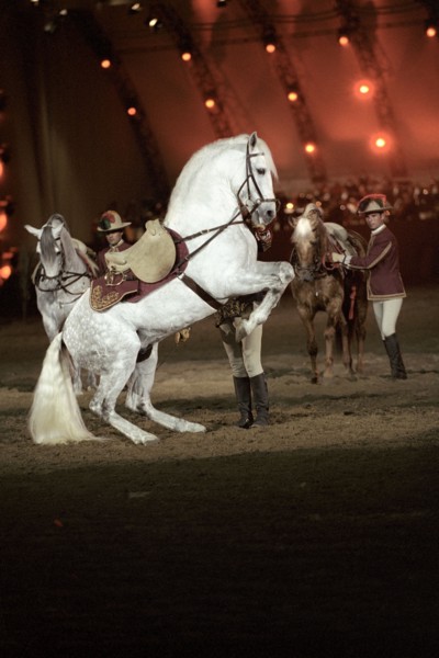 Festival royal du cheval et du chameau au Sultanat d'Oman, janvier 2006