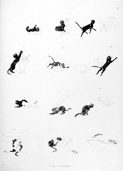 Chats, à qui l'attrapera par Steinlen