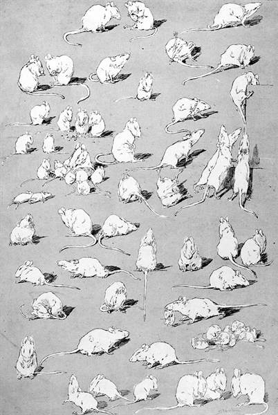 Souris blanches par Steinlen