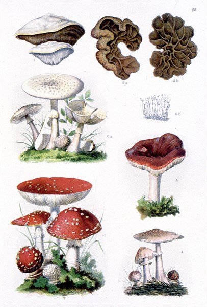 Plantes médicinales vénéneuses, représentations de la fin du XIXe siècle