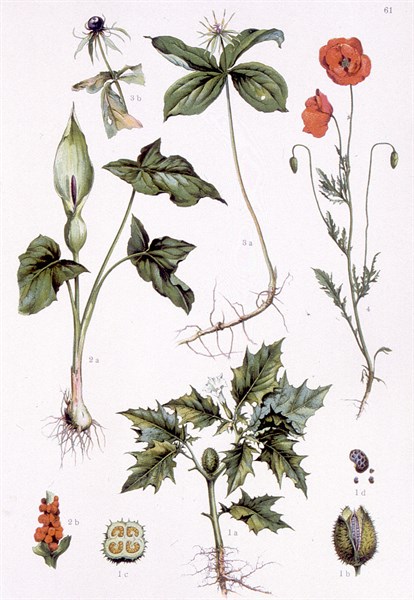 Plantes médicinales vénéneuses, représentations de la fin du XIXe siècle