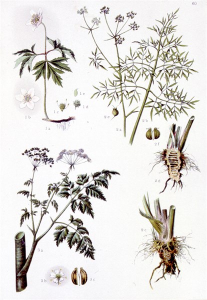 Plantes médicinales vénéneuses, représentations de la fin du XIXe siècle