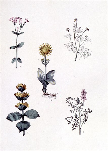 Plantes médicinales usuelles, représentations de la fin du XIXe siècle