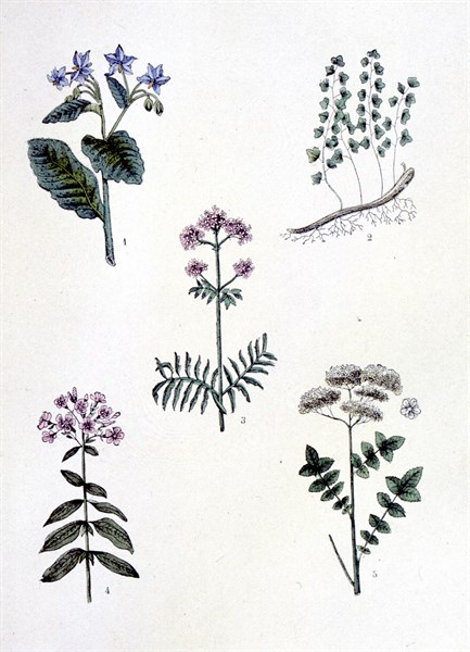 Plantes médicinales usuelles, représentations de la fin du XIXe siècle