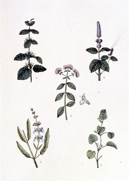 Plantes médicinales usuelles, représentations de la fin du XIXe siècle