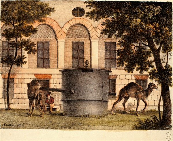 Saunier, le jardin des plantes