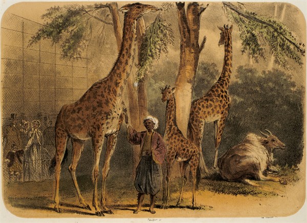 Jardin des Plante, ruminants rotunda