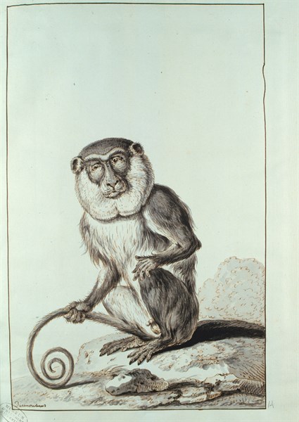 Singe, dessin de Desmoulins