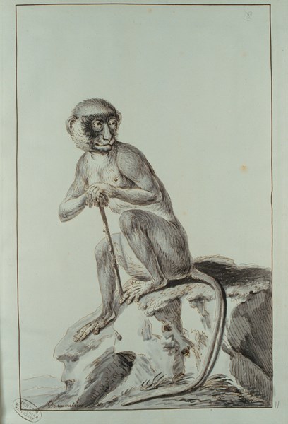 Desmoulins, singe