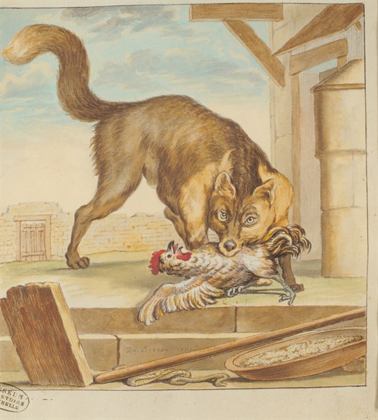 Renard, dessin de Seve