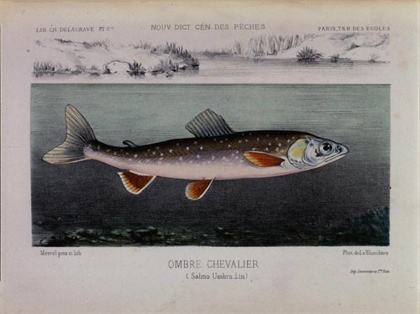 Illustration de A. Mesnel, ombre chevalier