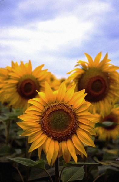 Sunflowers