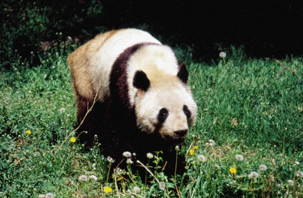 Giant Panda, Beijing/Peking Zoo