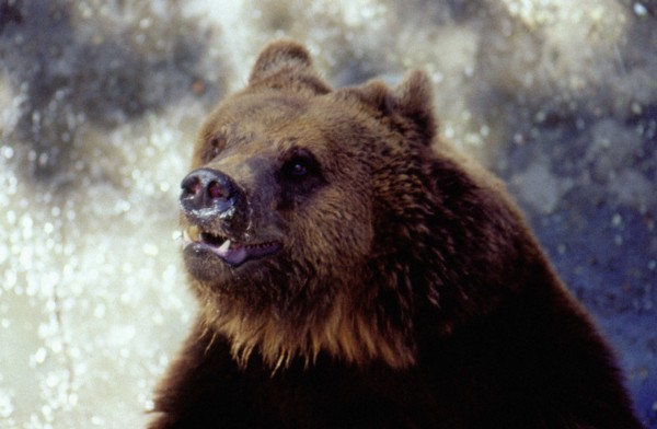 Brown Bear at the Beijing Zoo