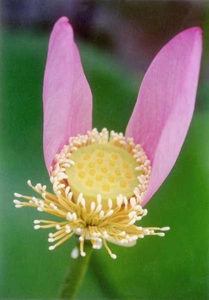 Lotus
