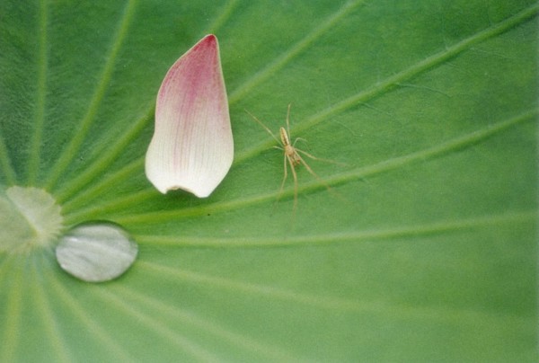 Lotus