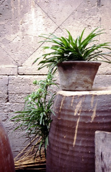 Plante verte en pot