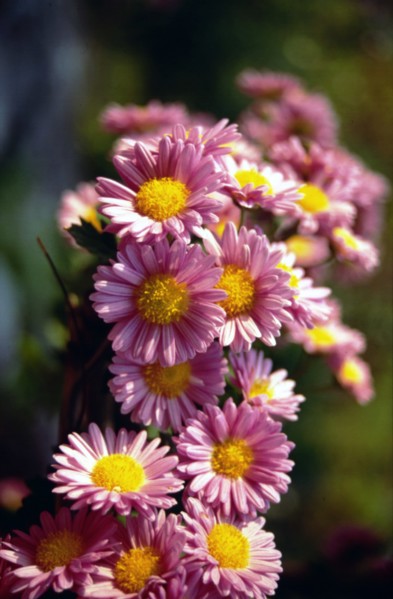 Chrysanthème