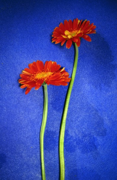 Gérbéra (Gerbera jamesonii)