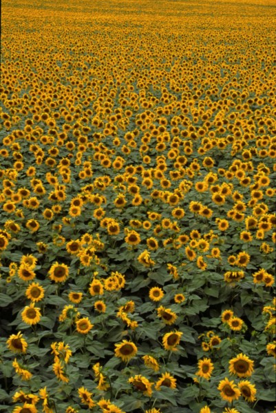 Sunflower field