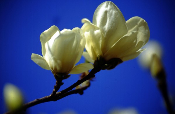 Yulan magnolia (Magnolia denudata)