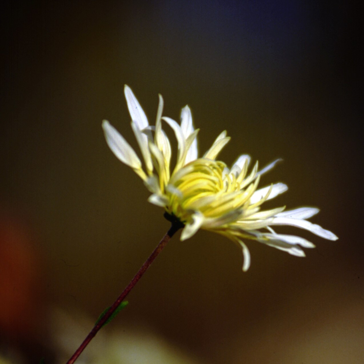 Chrysanthème