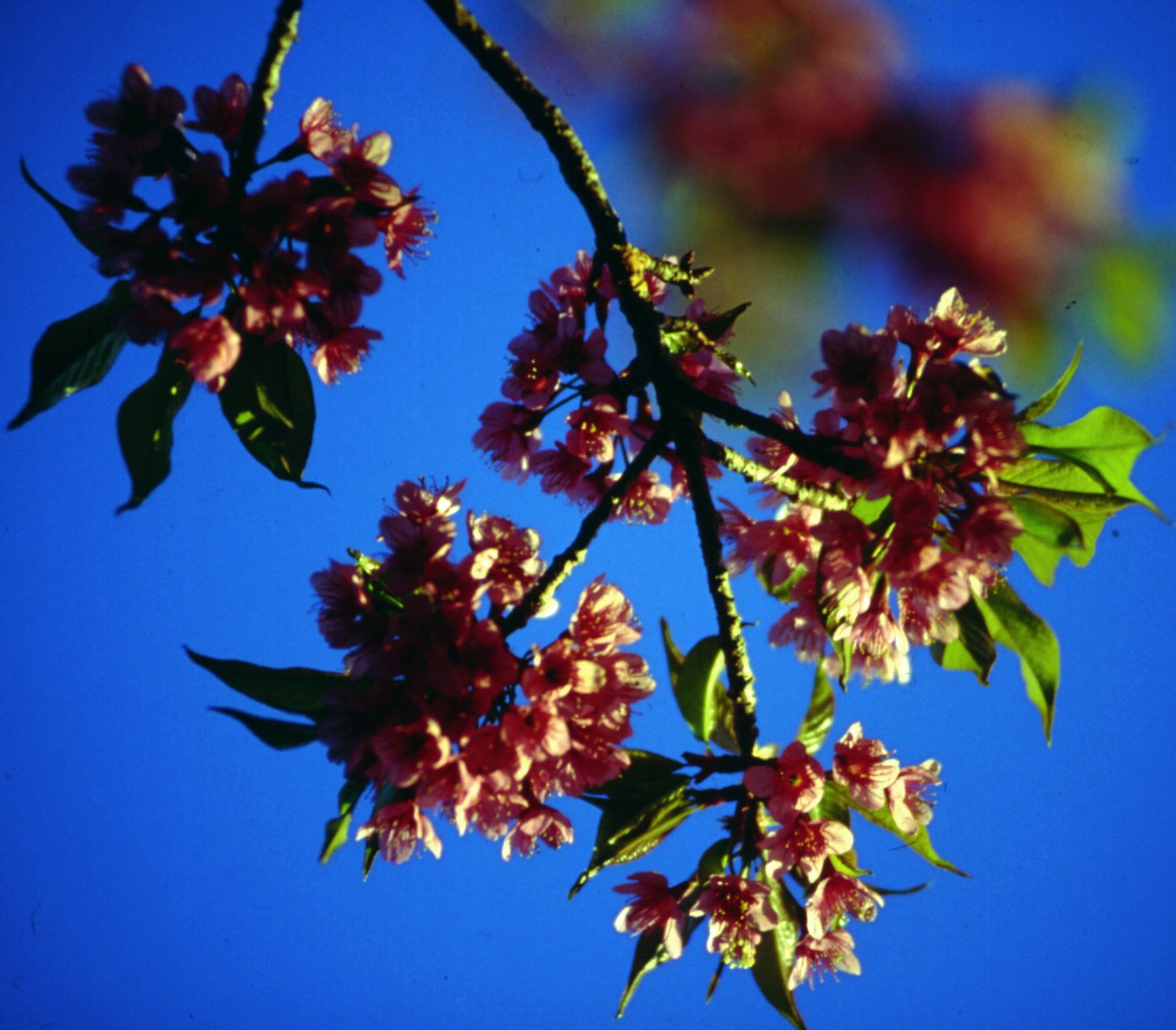 Cerises