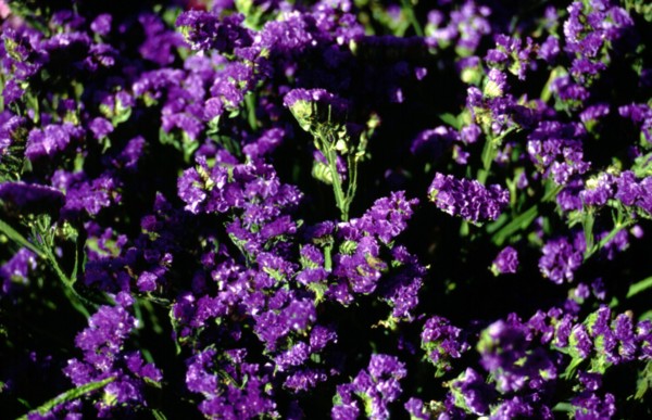 Myosotis sylvatica