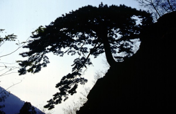 Mont Taishan, Nan Tian Men (Porte Céleste du Sud), un pin