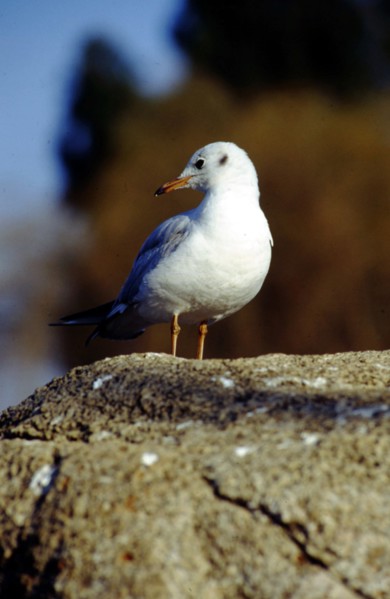 Mouette à bec rouge