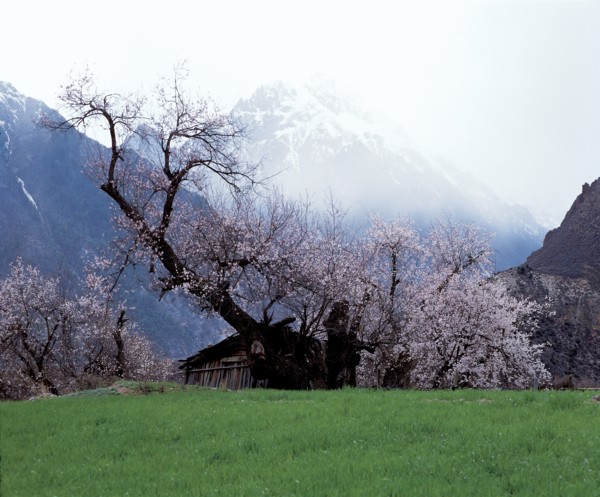 Pêchers en fleurs, Chine