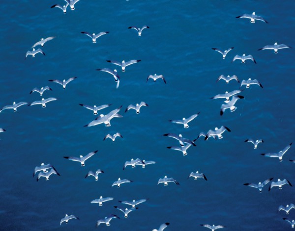 Mouettes survolant la mer,  Chine