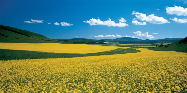 Champs de navette, Chine