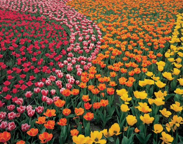 Parterre fleuri, Chine