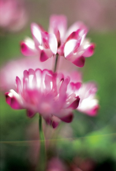Chrysanthème, Chine