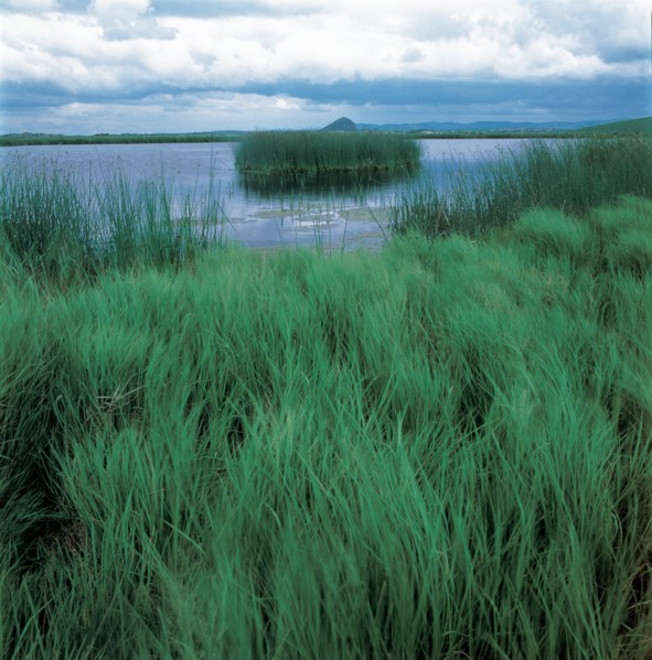 Marsh landscape, China
