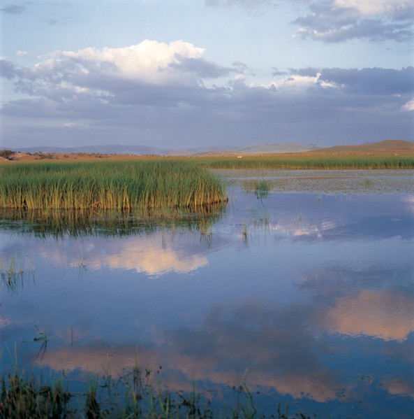 Marsh landscape, China