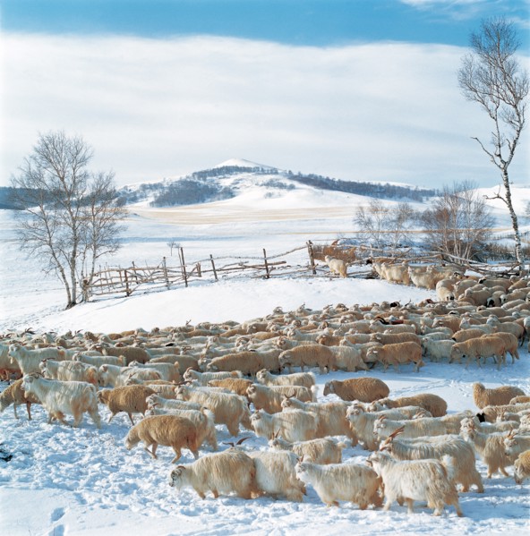 Sheep herd, Bashang, Hebei Province, China