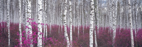 Forêt de bouleaux, comté de l'Elunchun, Chine