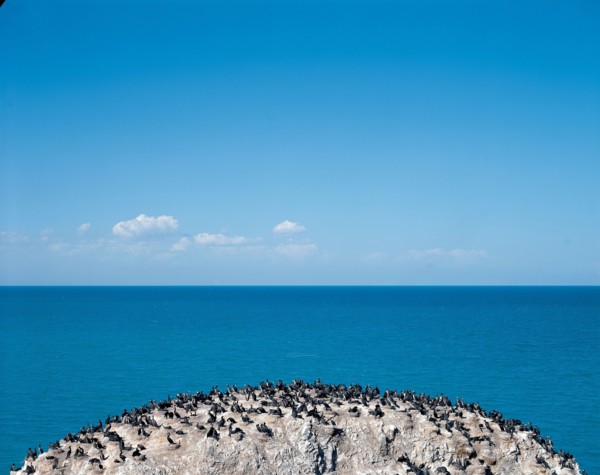 Ilot aux oiseaux , lac Qinghai, province du Qinghai, Chine