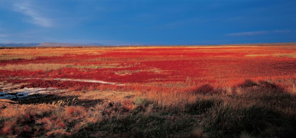 Prairie, Comté de Buerjin, province du Sinkiang, Chine