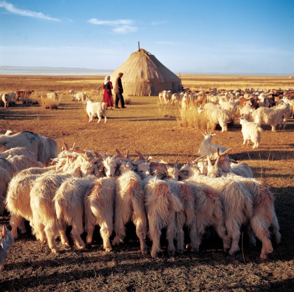 Troupeaux de chèvres, Comté de Balikun, province de Xinjiang, Chine