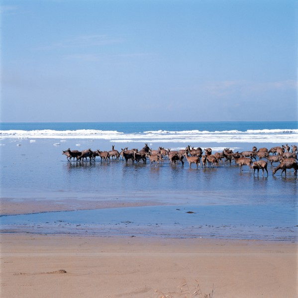 Troupeau de cerfs, nord-est de la Chine